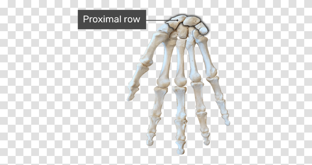 Proximal Row Bone Hand Bone Diagram No Labels, Skeleton, Injection Transparent Png