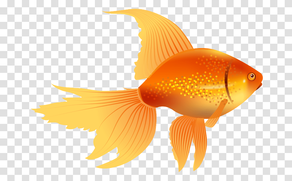 Prugruni Goldfish Vector, Animal Transparent Png
