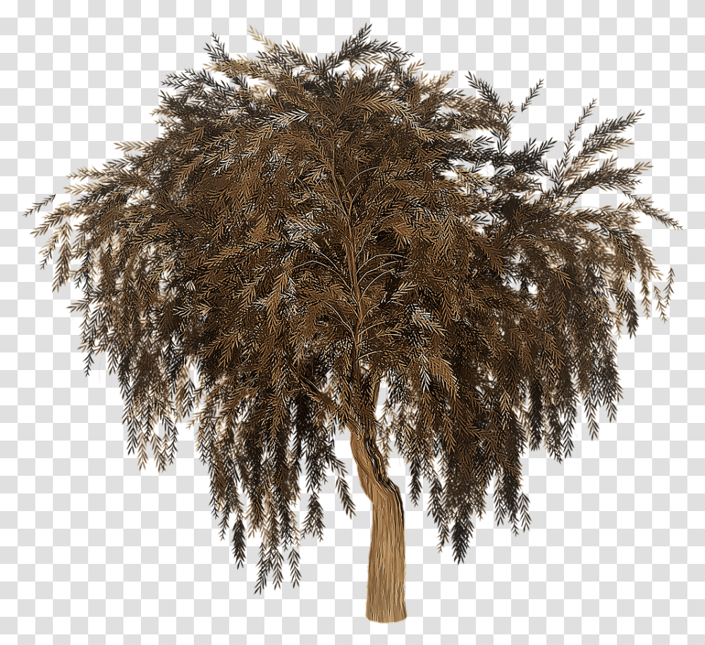Pruning The Jubilee Tree Marisa Guerinphd Willow Tree Silhouette, Plant, Nature, Leaf, Outdoors Transparent Png