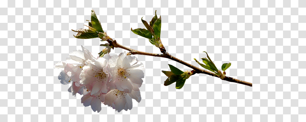 Prunus Nature, Plant, Flower, Pollen Transparent Png