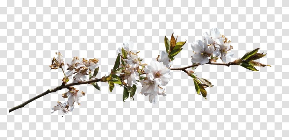 Prunus 960, Flower, Plant, Pollen, Flower Arrangement Transparent Png