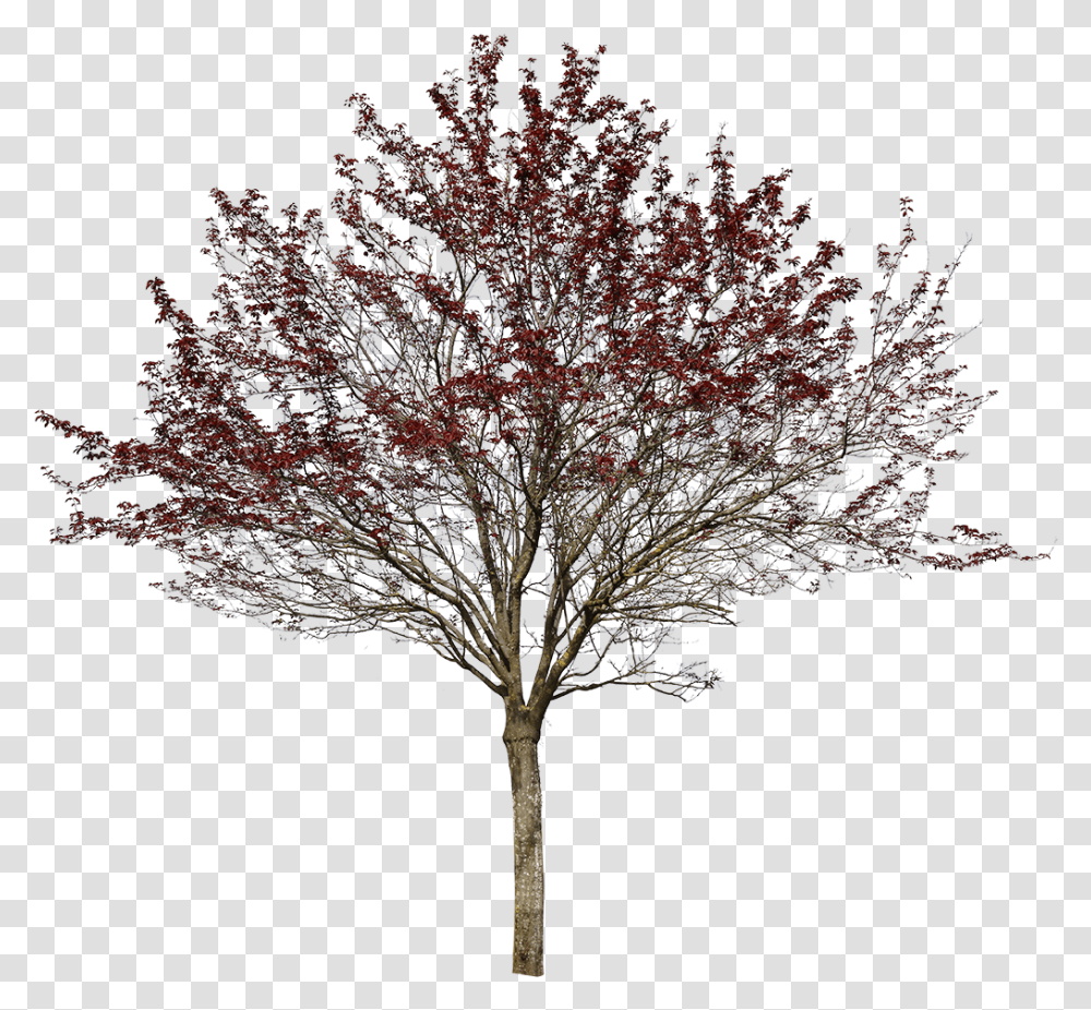 Prunus Cerasifera Var Pissardii Oak, Tree, Plant, Maple, Tree Trunk Transparent Png