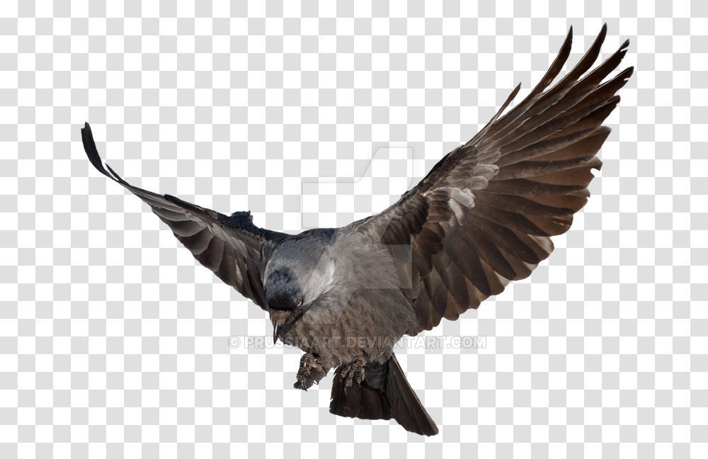 Prussia Clipart Background Clip Art, Bird, Animal, Buzzard, Hawk Transparent Png