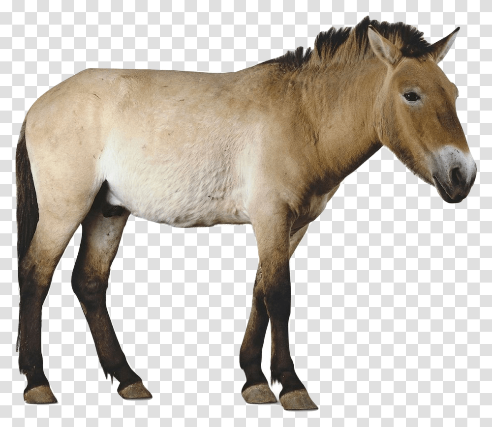 Przewalki S Horse Przewalski's Horse Background, Mammal, Animal, Foal, Colt Horse Transparent Png