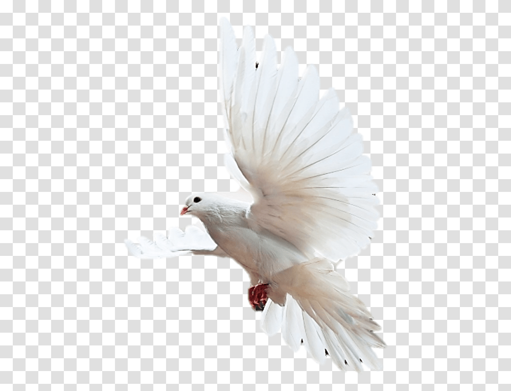 Psalms 65, Bird, Animal, Dove, Pigeon Transparent Png