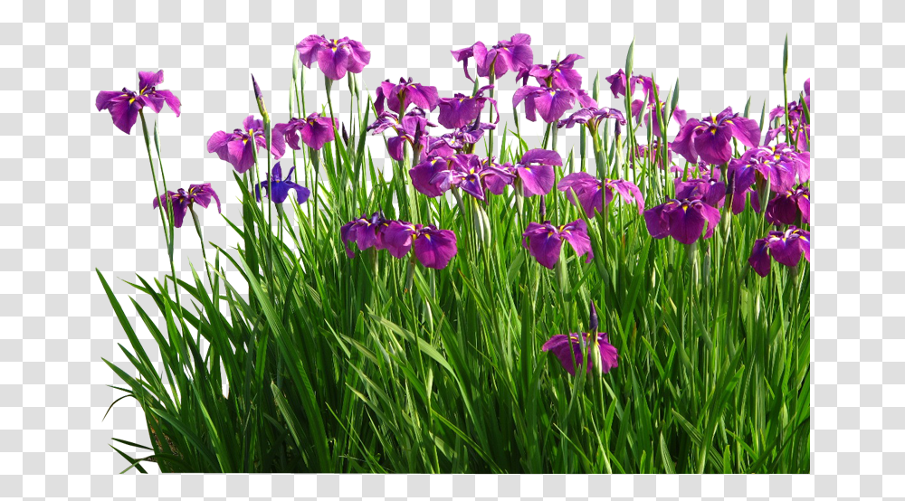 Psd Flower Garden Grass, Plant, Iris, Blossom, Tulip Transparent Png
