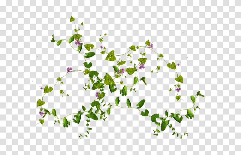 Psd Flowers And Leaves, Plant, Acanthaceae, Petal, Bud Transparent Png