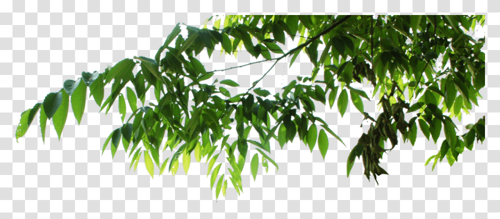 Psd Official Psds Hanging Tree Leaves, Leaf, Plant, Vegetation, Bush Transparent Png