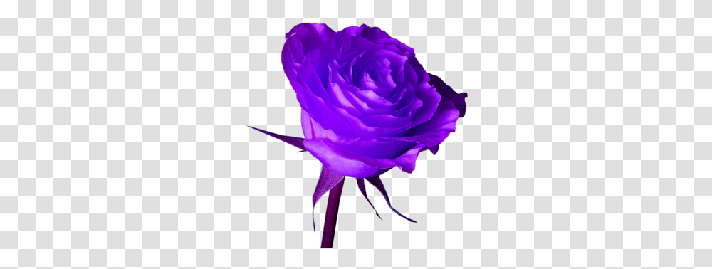 Psds Purple Rose Images Purple Rose, Plant, Flower, Blossom, Petal Transparent Png