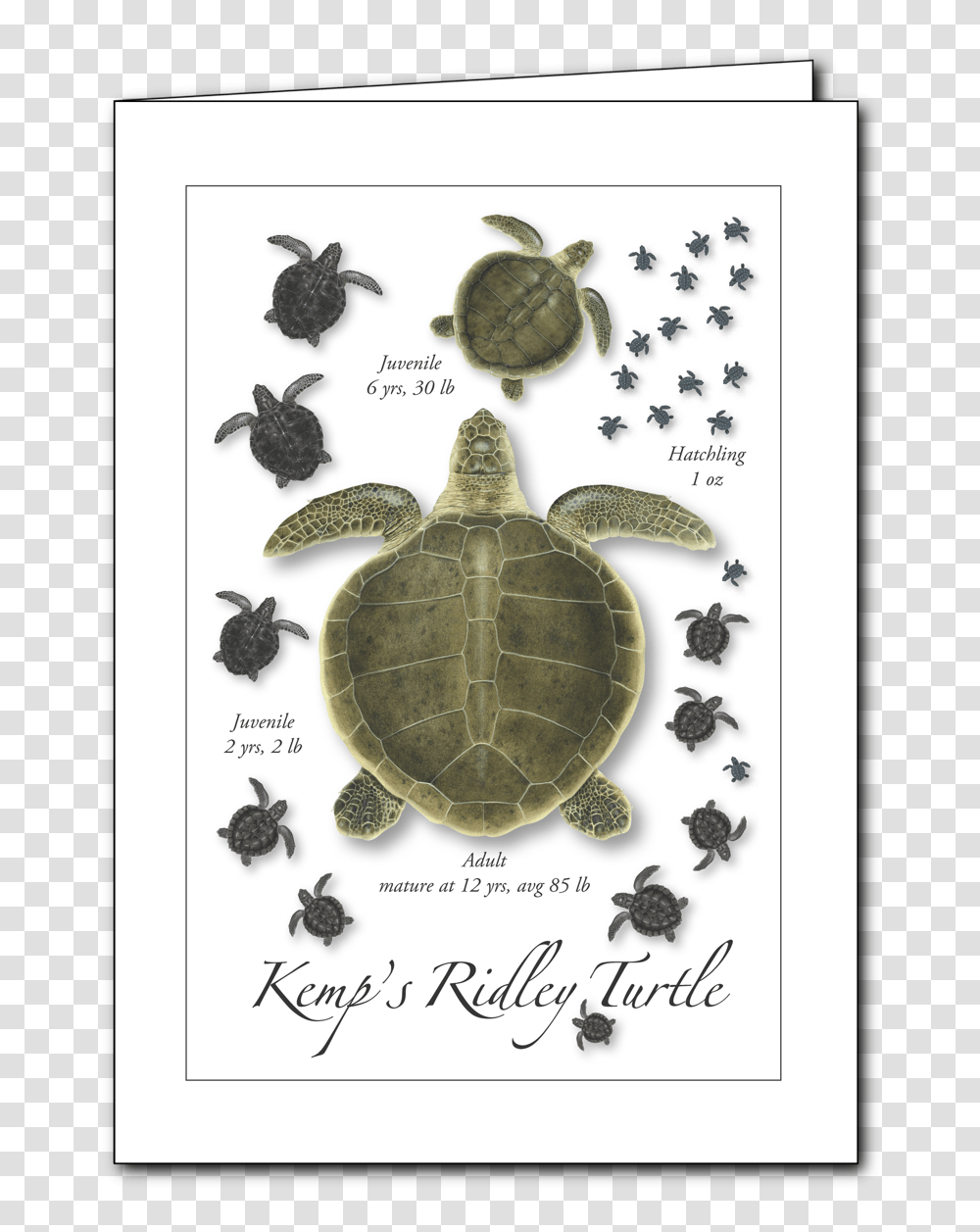 Pseudemys Concinna Concinna, Turtle, Reptile, Sea Life, Animal Transparent Png