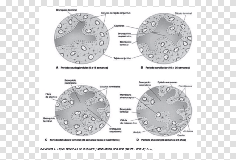 Pseudoglandular Stage, Spoke, Machine, Wheel, Rotor Transparent Png