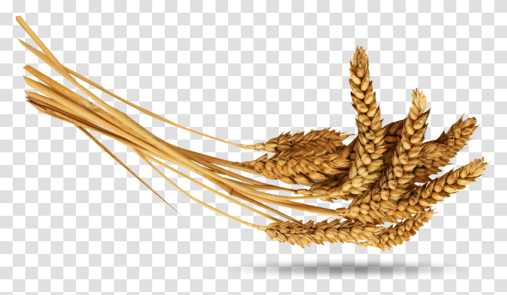 Pshenica, Plant, Wheat, Vegetable, Food Transparent Png