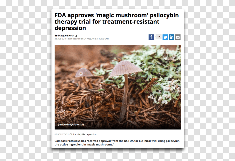 Psilocybin Fda Magic Mushrooms Growing In Cow Poop, Plant, Fungus, Agaric, Amanita Transparent Png