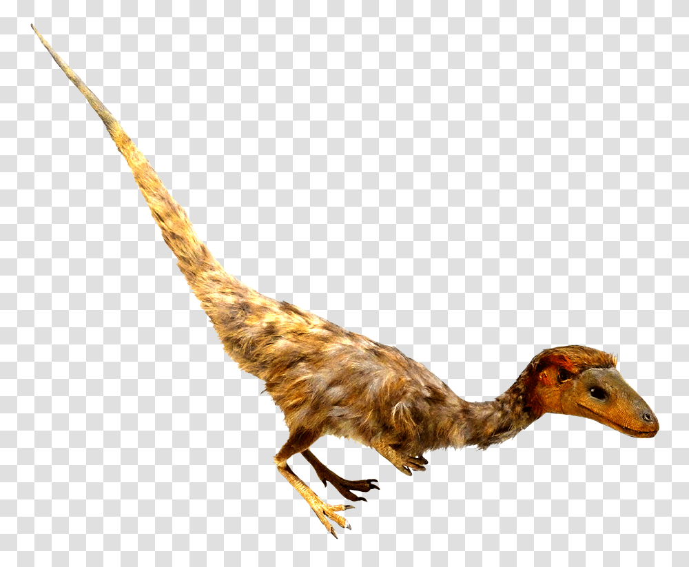 Psinosauropteryx Feathered Dino Clipart Real Dinosaur Clipart, Bird, Animal, Reptile, Dodo Transparent Png