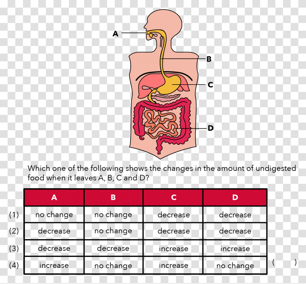 Psle Human Digestive System, Plot, Diagram, Measurements Transparent Png