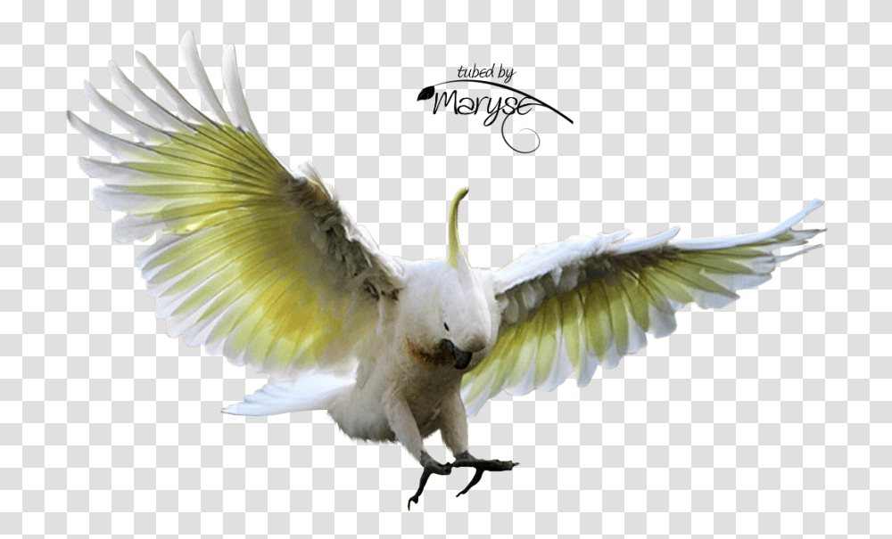 Psp Tubes Cr Ations De Maryse Tubes Animaux Flying Cockatoo, Bird, Animal, Parrot Transparent Png