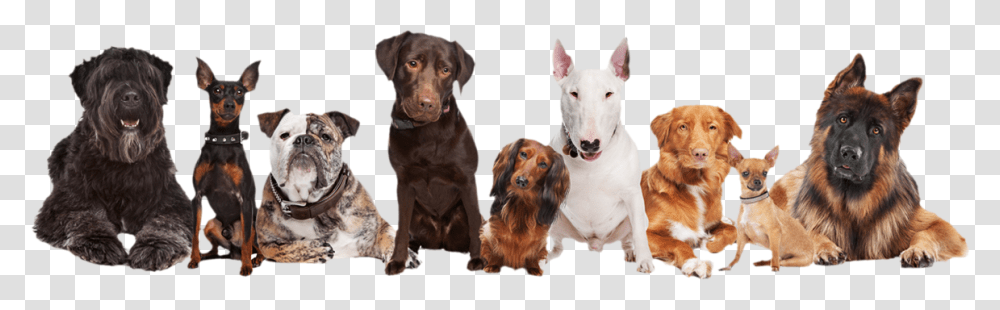 Psy Group Of 9 Dogs, Pet, Canine, Animal, Mammal Transparent Png