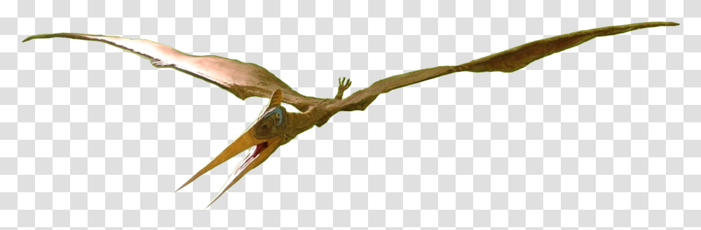 Pteranodon Female Pteranodon, Bow, Animal, Reptile, Anole Transparent Png