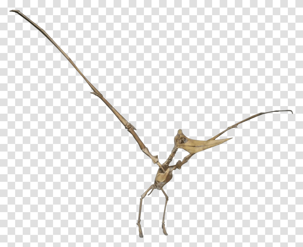 Pteranodon Female, Weapon, Weaponry, Spear, Trident Transparent Png