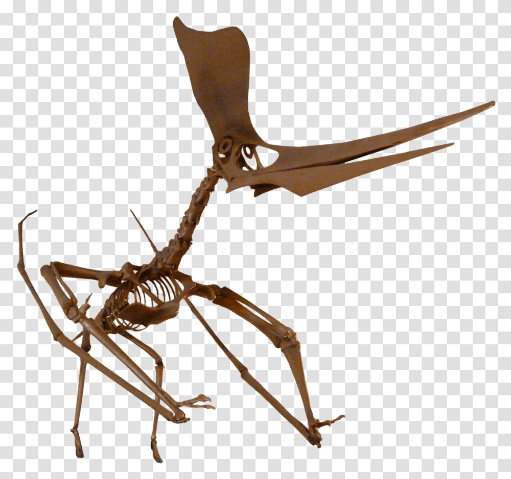 Pteranodon Fossil, Bow, Animal, Invertebrate, Insect Transparent Png
