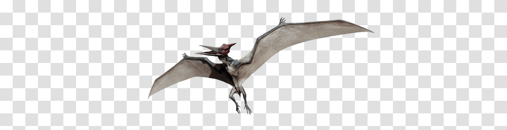 Pteranodon Skin Preferences Jurassicworldevo, Bird, Animal, Mammal, Dragon Transparent Png