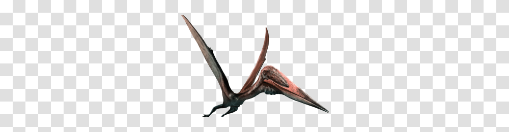 Pterodactyl Image, Animal, Reptile, Dinosaur, Bird Transparent Png