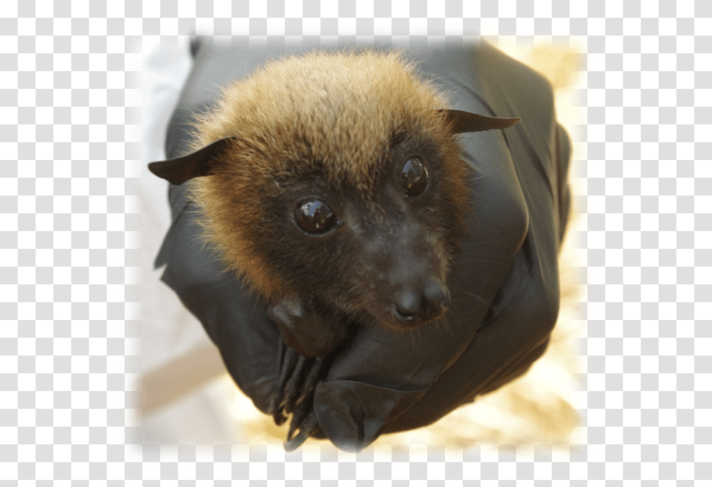 Pteropus Rufus1 Madagascar Bat, Mammal, Animal, Wildlife, Dog Transparent Png