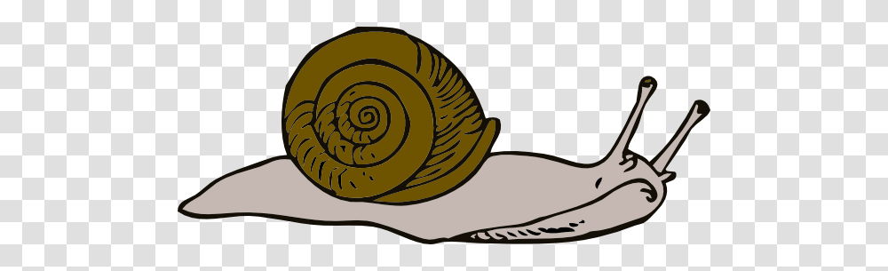 Pub Biosafety, Snail, Invertebrate, Animal, Baseball Cap Transparent Png