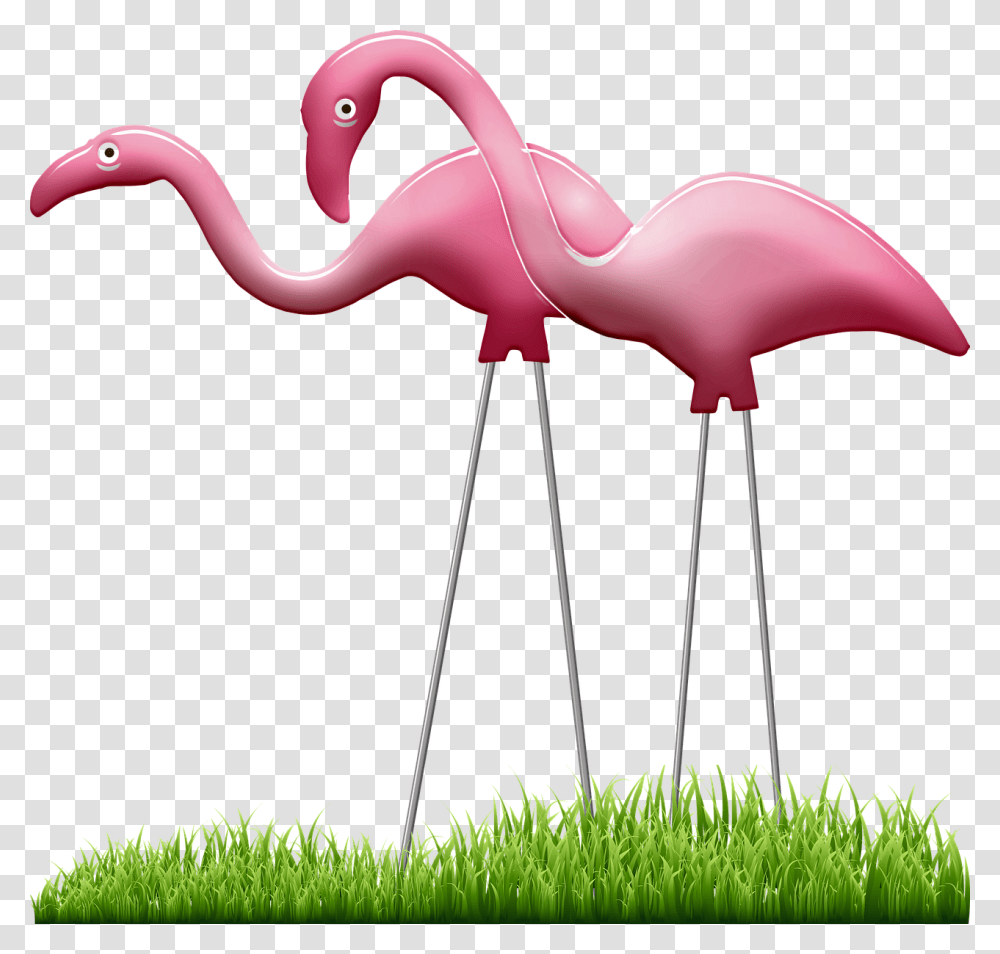 Public Domain Lawn Plastic Flamingo, Bird, Animal, Fungus Transparent Png