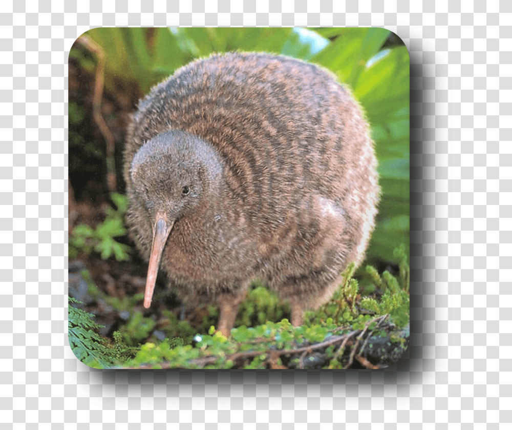 Publicat De Eu Ciresica La Baby Great Spotted Kiwi, Kiwi Bird, Animal, Plant, Grass Transparent Png