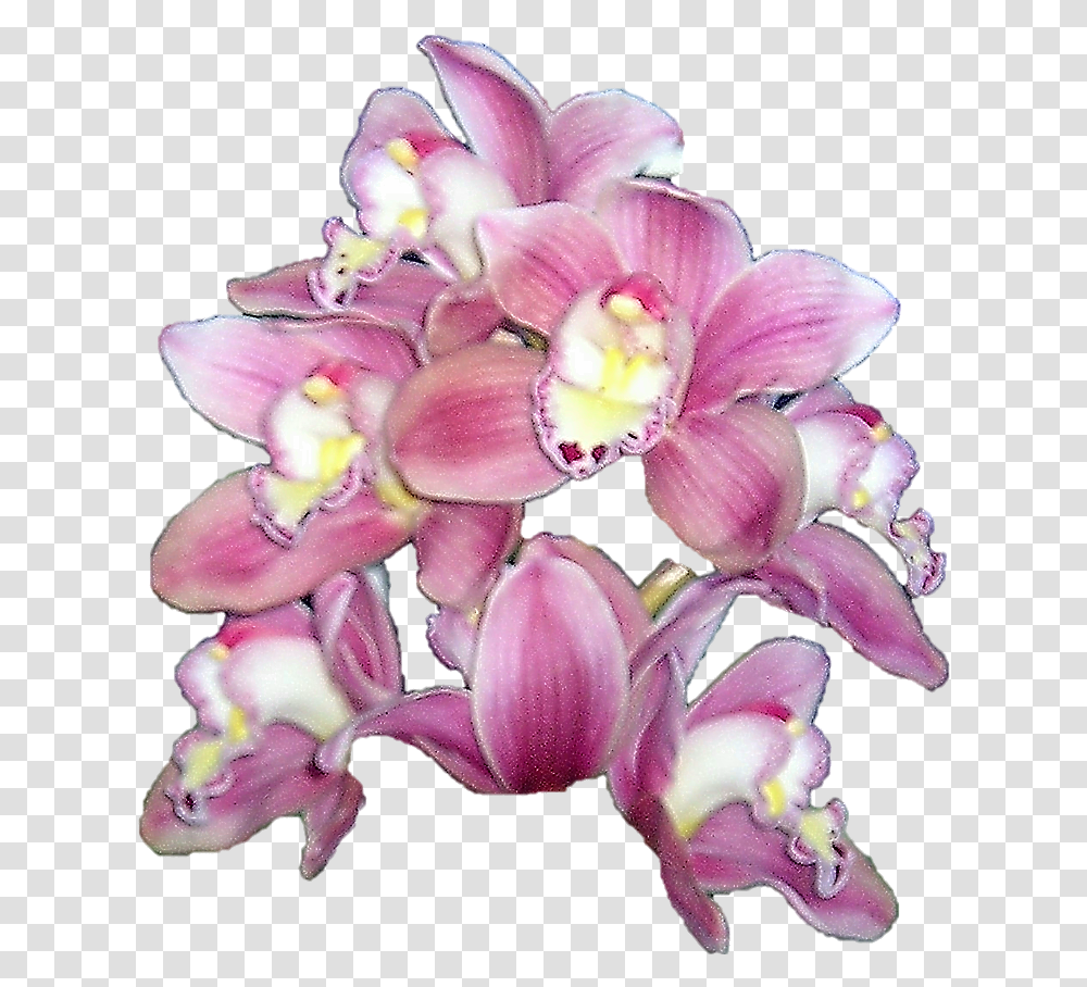 Publicat De Eu Ciresica La Watercolor Orchid Full Orchid Cymbidium No Background, Plant, Flower, Blossom, Pollen Transparent Png