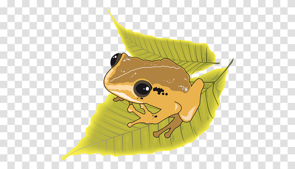 Puerto Rican Native Frog Coqui Cartoon, Amphibian, Wildlife, Animal, Person Transparent Png