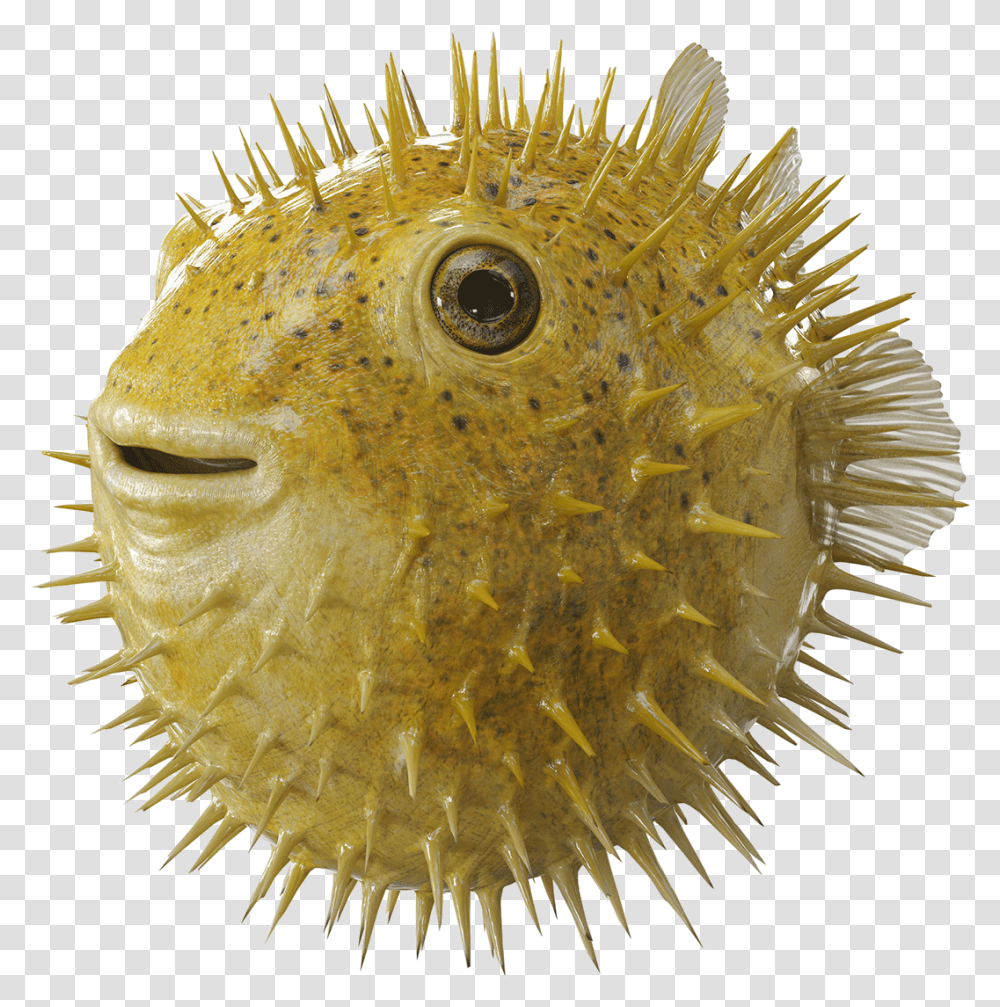 Puffer Fish, Animal, Sea Life Transparent Png