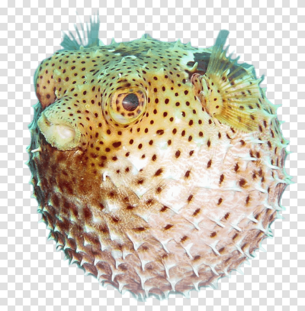 Puffer Fish Underwater, Animal, Sea Life, Fungus Transparent Png