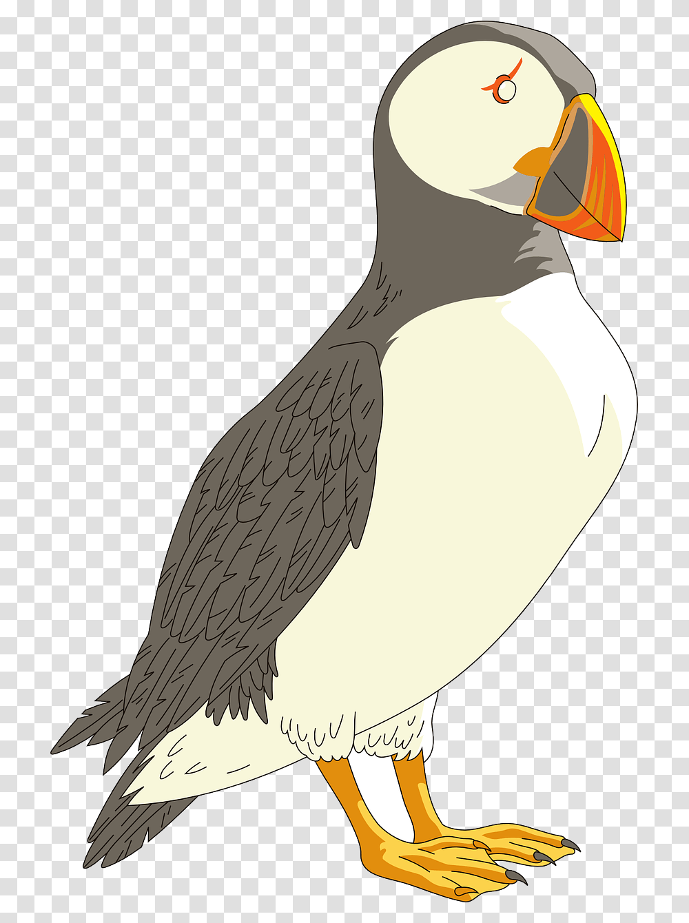 Puffin Background, Bird, Animal, Waterfowl, Penguin Transparent Png