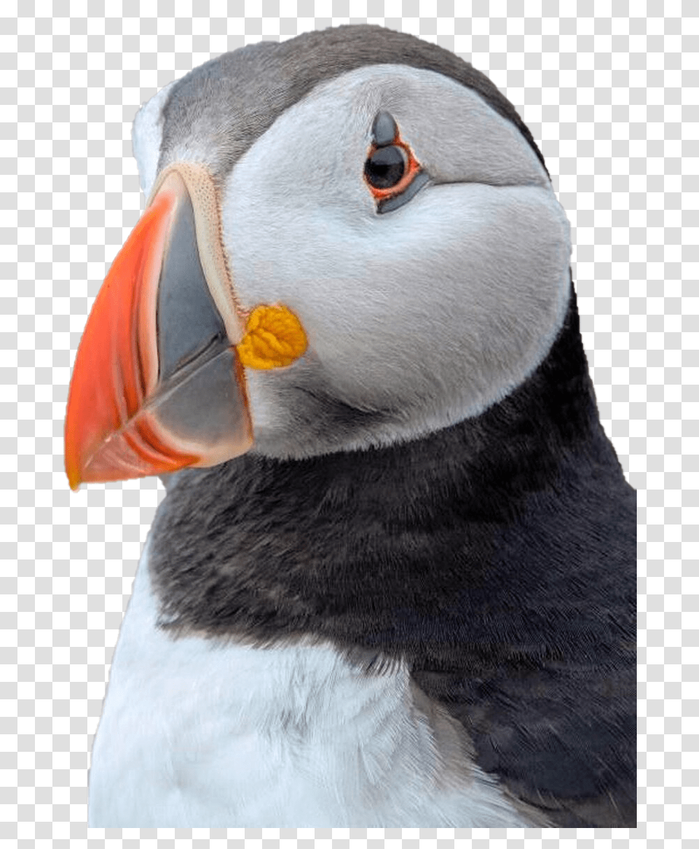 Puffin Background Image Puffin Webcam, Bird, Animal, Penguin, Beak Transparent Png