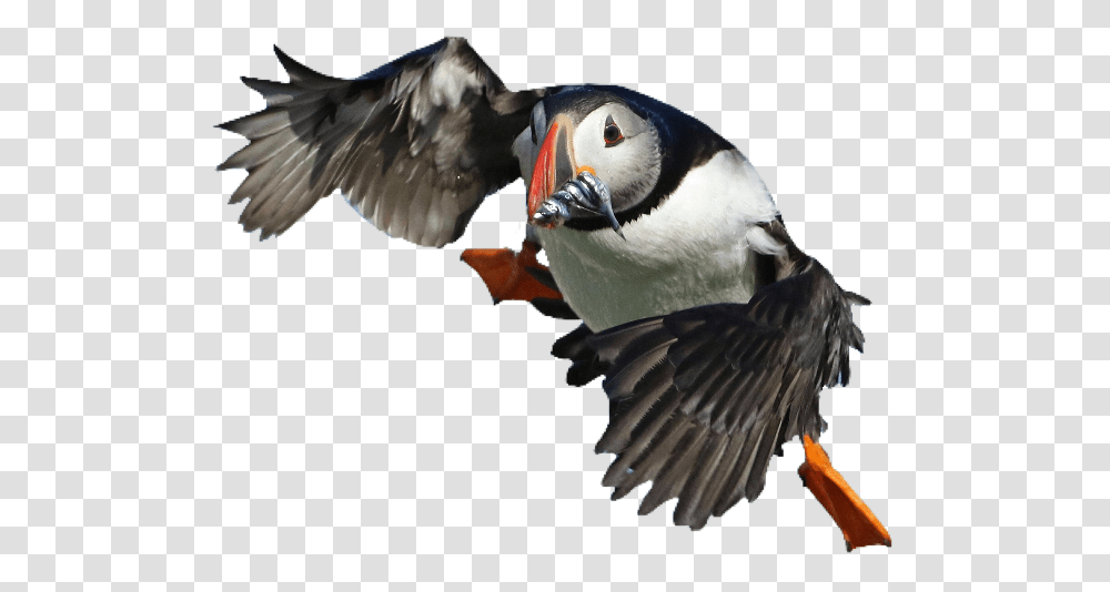 Puffin Bird Cute Pngs Lovely Pngs Usewithcredit Atlantic Puffin Transparent Png