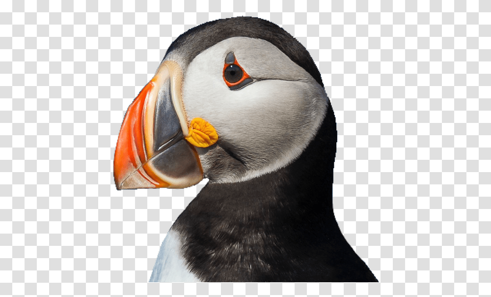 Puffin Bird Cute Pngs Lovely Pngs Usewithcredit Puffin, Penguin Transparent Png