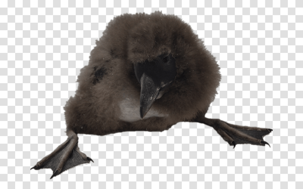 Puffin Chick Puffin, Bird, Animal, Vulture, Beak Transparent Png