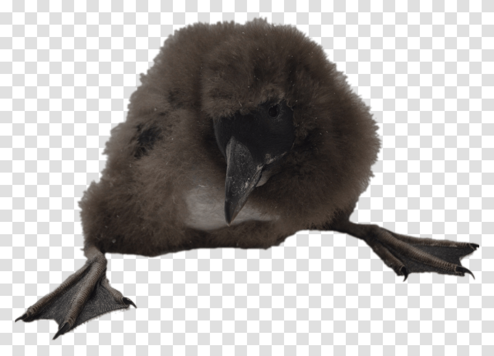 Puffin Chick Puffins, Bird, Animal, Swan, Beak Transparent Png