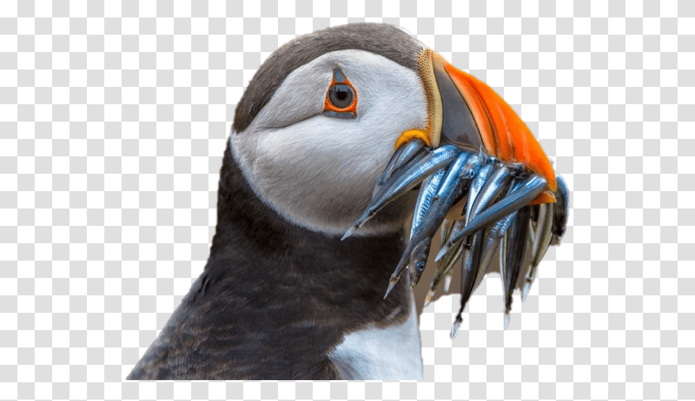 Puffin Download Image Mart National Geographic Animals, Bird, Beak Transparent Png