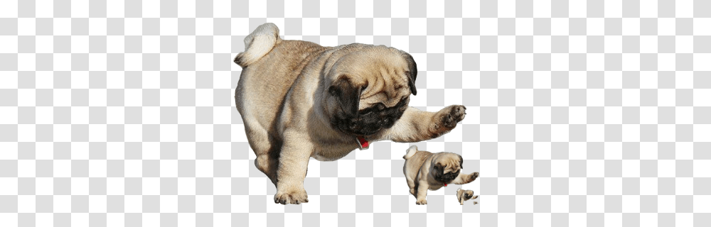 Pug 2 Image Pug Playing With Ball, Dog, Pet, Canine, Animal Transparent Png