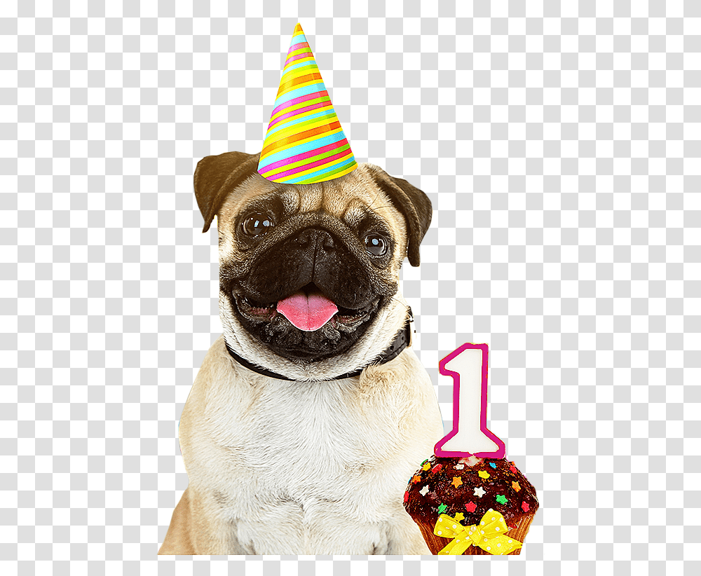 Pug And Husky, Apparel, Party Hat, Dog Transparent Png