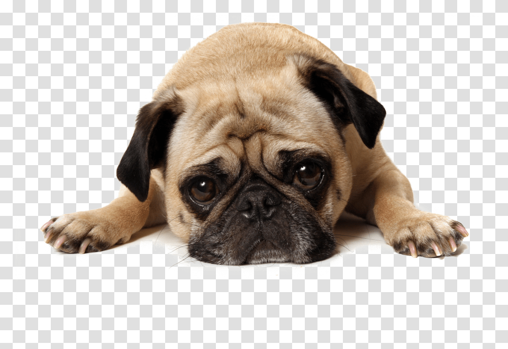 Pug Background Background Dog, Pet, Canine, Animal, Mammal Transparent Png