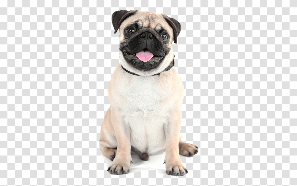 Pug, Canine, Mammal, Animal, Dog Transparent Png