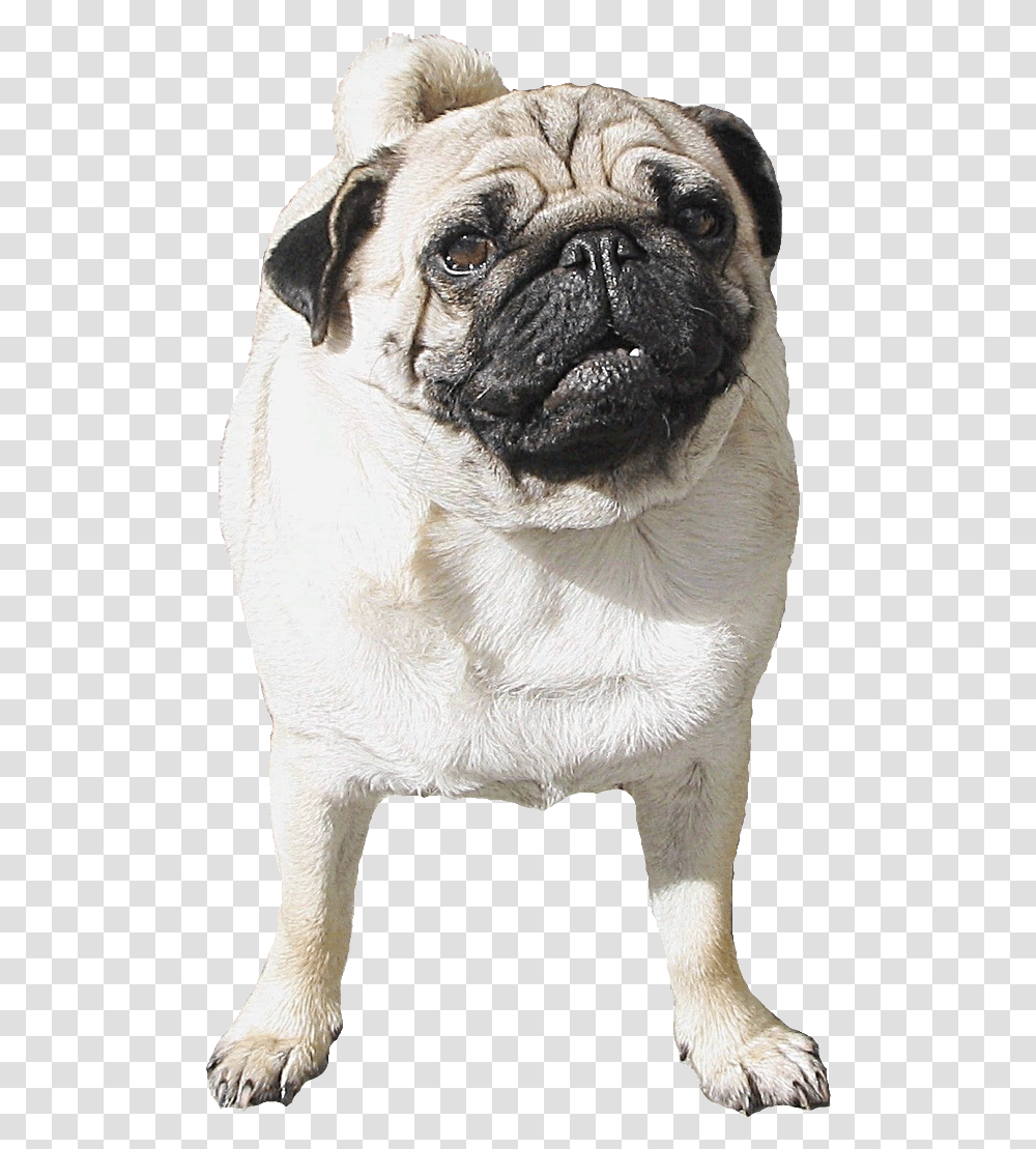 Pug Clipart Background, Dog, Pet, Canine, Animal Transparent Png