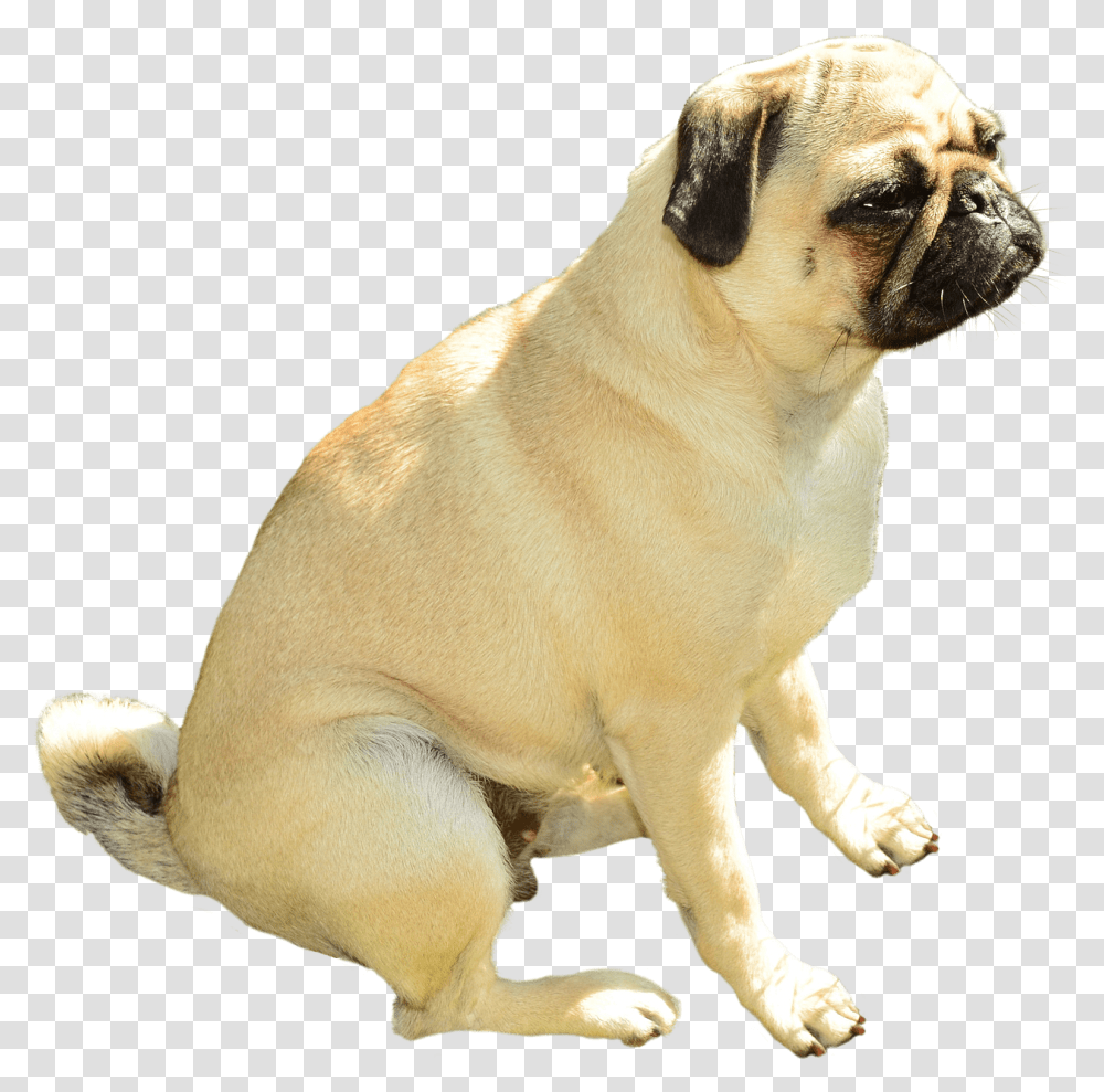 Pug Clipart Background Pug, Dog, Pet, Canine, Animal Transparent Png