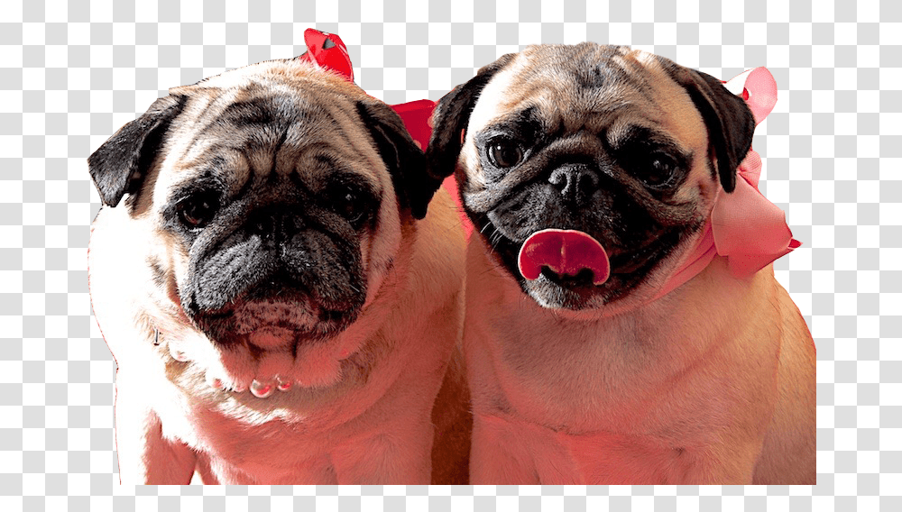 Pug Clipart Download Pug, Dog, Pet, Canine, Animal Transparent Png