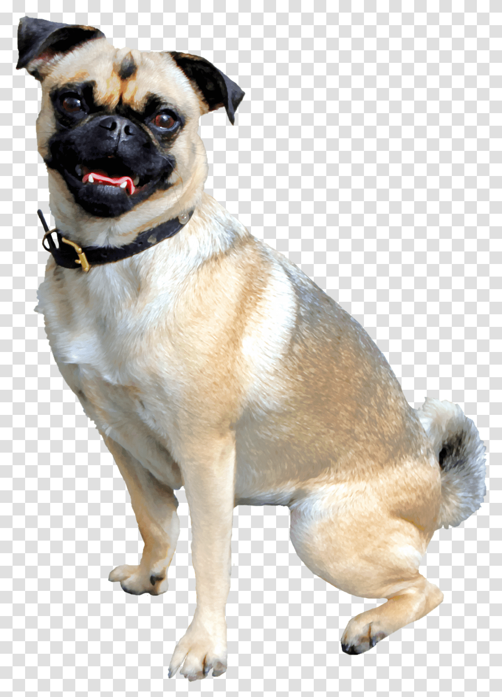 Pug Dog Anjing Transparent Png