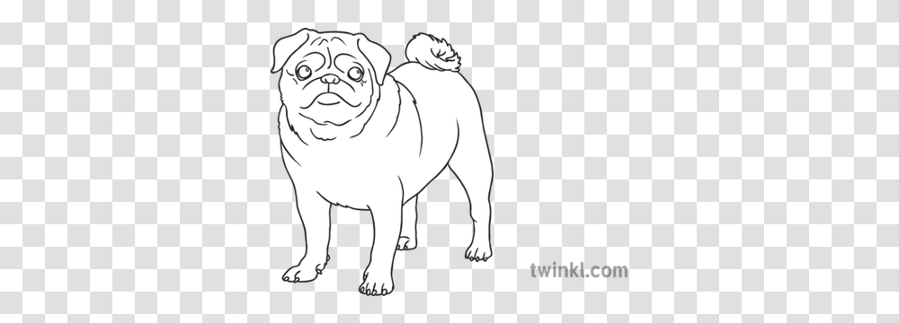 Pug Dog Breed Animal Pet Open Eyes Ks1 Black And White Lewis Chessmen King Drawing, Mammal, Canine, Art, Person Transparent Png